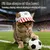 Baseballkappe bestickt Hund Katze, verstellbarer Sonnenschutz. Baseballkappe bestickt Hund Katze, verstellbarer Sonnenschutz.