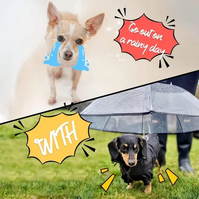 PetTribes Parapluie pour Petit Chien avec Laisse Intégrée