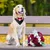 Zoomtopia Collier smoking chien nœud papillon rouge réglable Zoomtopia Collier smoking chien nœud papillon rouge réglable