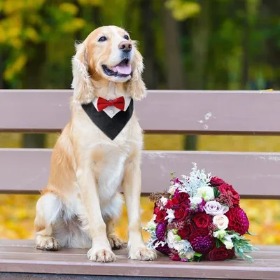 Zoomtopia Collier smoking chien nœud papillon rouge réglable Zoomtopia Collier smoking chien nœud papillon rouge réglable