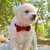 FurryFusion Hochzeitsaccessoires für Hunde und Katzen
