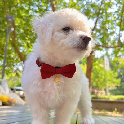 FurryFusion Hochzeitsaccessoires für Hunde und Katzen