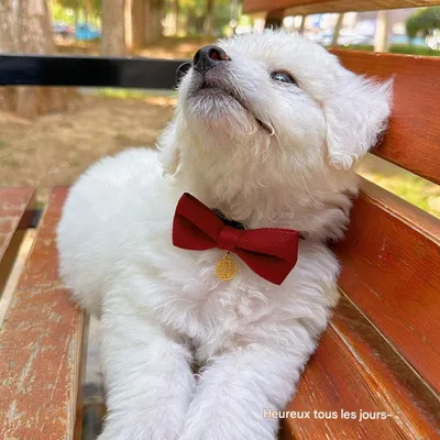 FurryFusion Hochzeitsaccessoires für Hunde und Katzen