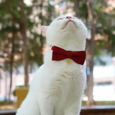 FurryFusion Hochzeitsaccessoires für Hunde und Katzen