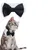 FurryFusion Haustierhalsband und Schal