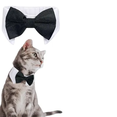 FurryFusion Haustierhalsband und Schal