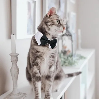 FurryFusion Haustierhalsband und Schal