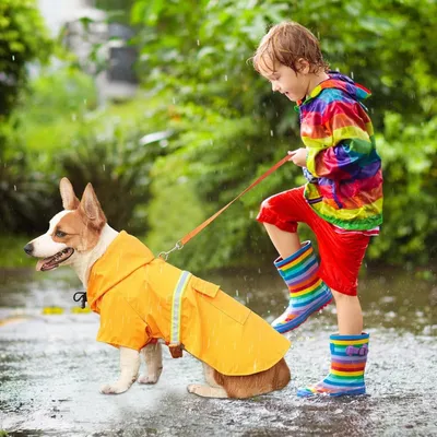 Zoomtopia Imperméable chien jaune réfléchissant taille M capuche Zoomtopia Imperméable chien jaune réfléchissant taille M capuche
