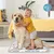 PetTribes Tapis Refroidissant Gris Ours : Auto-Refroidissant, Réutilisable,