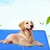 FurryFusion Kühlmatte für Hunde und Katzen