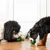 MCBOSON Balle et plateau de distribution lente améliorés pour chiens Orange