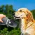 Bouteille d'Eau Voyage PetTribes 800ml Pliable Anti-Fuite Chien Bouteille d'Eau Voyage PetTribes 800ml Pliable Anti-Fuite Chien