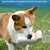 FurryFusion Biberon-portable pour chien avec réserve de nourriture FurryFusion Biberon-portable pour chien avec réserve de nourriture