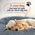 PetTribes Lit Donut Chien, Calmant Anti-Anxiété, Gris Foncé, Moyen PetTribes Lit Donut Chien, Calmant Anti-Anxiété, Gris Foncé, Moyen