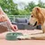 ZooVenture Anti-Schlingen Napf Hund 21x21cm