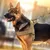 FurryFusion Harnachement tactique anti-pull pour grands chiens