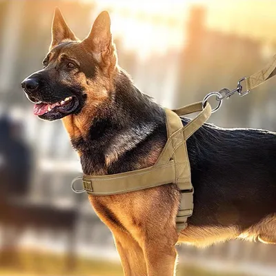 FurryFusion Harnachement tactique anti-pull pour grands chiens