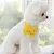 FurryFusion Collier chien toutes tailles avec plaque d'identification FurryFusion Collier chien toutes tailles avec plaque d'identification