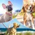 HausPets Collier Réglable Cuir Rembourré Bleu Taille L Chiens Grands HausPets Collier Réglable Cuir Rembourré Bleu Taille L Chiens Grands