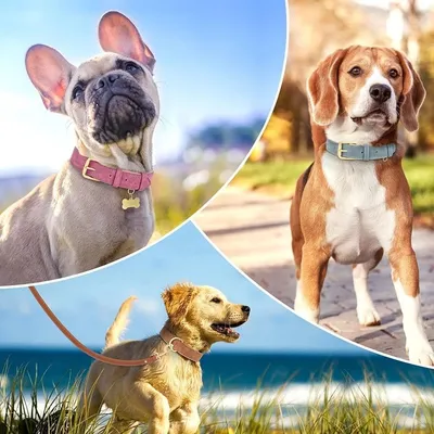 HausPets Collier Réglable Cuir Rembourré Bleu Taille L Chiens Grands HausPets Collier Réglable Cuir Rembourré Bleu Taille L Chiens Grands