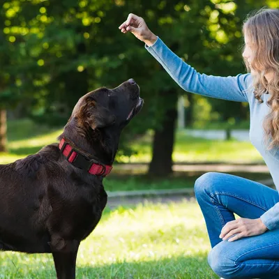 FurryFusion Collier pour chien avec fils réfléchissants FurryFusion Collier pour chien avec fils réfléchissants