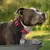FurryFusion Collier pour chien avec fils réfléchissants FurryFusion Collier pour chien avec fils réfléchissants