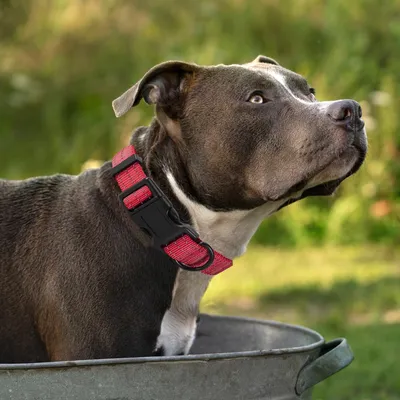 FurryFusion Collier pour chien avec fils réfléchissants FurryFusion Collier pour chien avec fils réfléchissants