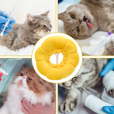 FurryFusion Collier anti-lick pour chats et chiens après stérilisation FurryFusion Collier anti-lick pour chats et chiens après stérilisation