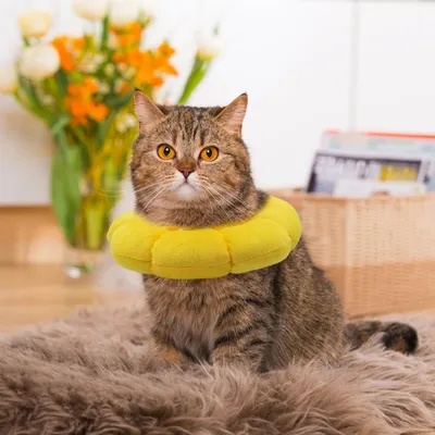 FurryFusion Collier anti-lick pour chats et chiens après stérilisation FurryFusion Collier anti-lick pour chats et chiens après stérilisation