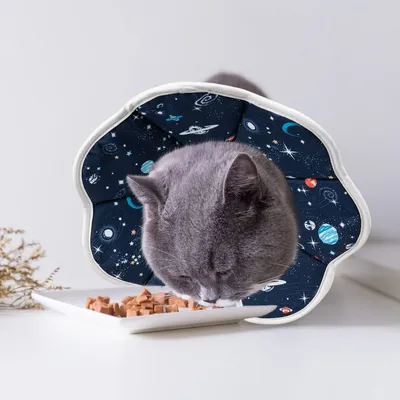 FurryFusion Chapeau anti-lick pour animaux stérilisés FurryFusion Chapeau anti-lick pour animaux stérilisés