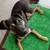 FurryFusion Pelouse artificielle pour chien FurryFusion Pelouse artificielle pour chien