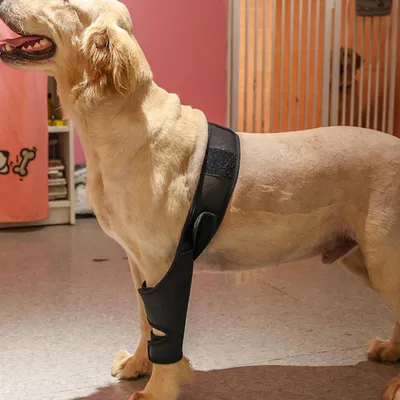 FurryFusion Protège - genoux et fixation pour pattes de chiens blessés FurryFusion Protège - genoux et fixation pour pattes de chiens blessés
