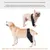 FurryFusion Protège - genoux et fixation pour pattes de chiens blessés FurryFusion Protège - genoux et fixation pour pattes de chiens blessés