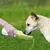 Applicable à PETKIT Bouteille voyage chien chat filtre charbon actif vert Applicable à PETKIT Bouteille voyage chien chat filtre charbon actif vert