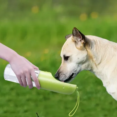 Applicable à PETKIT Bouteille voyage chien chat filtre charbon actif vert Applicable à PETKIT Bouteille voyage chien chat filtre charbon actif vert