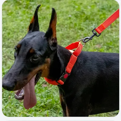 FurryFusion Reflektierendes Nylon-Spielseil für Hunde