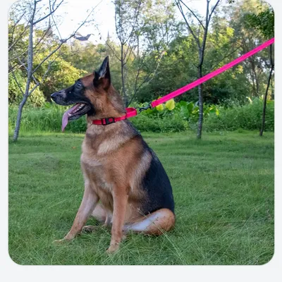 FurryFusion Reflektierendes Nylon-Spielseil für Hunde