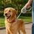 FurryFusion Rollleine für Hunde und Katzen