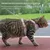 Verstellbares, rutschfestes Katzengeschirr von FurryFusion Verstellbares, rutschfestes Katzengeschirr von FurryFusion