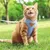 Verstellbares, rutschfestes Katzengeschirr von FurryFusion Verstellbares, rutschfestes Katzengeschirr von FurryFusion