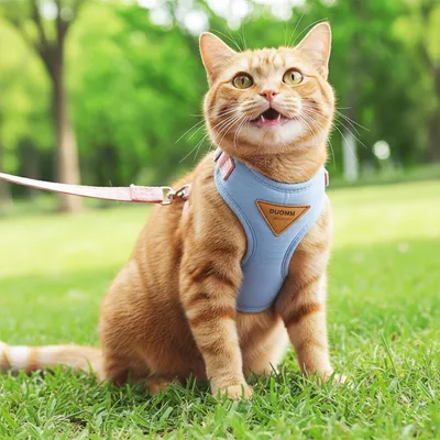 Verstellbares, rutschfestes Katzengeschirr von FurryFusion Verstellbares, rutschfestes Katzengeschirr von FurryFusion