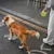 FurryFusion Ausbruchsicheres Zugseil für kleine Hunde FurryFusion Ausbruchsicheres Zugseil für kleine Hunde