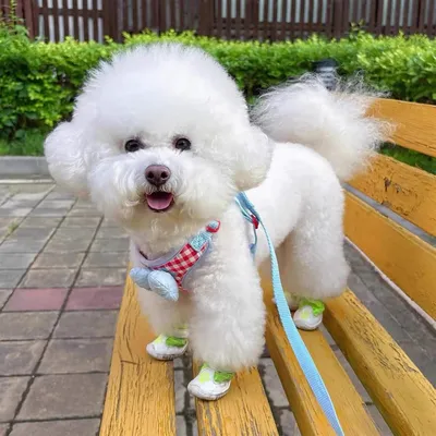 PetTribes Harnais Anti-Tirage Chien avec Noeud Papillon M PetTribes Harnais Anti-Tirage Chien avec Noeud Papillon M