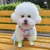 PetTribes Harnais Anti-Tirage Chien avec Noeud Papillon M PetTribes Harnais Anti-Tirage Chien avec Noeud Papillon M