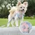 FurryFusion Harnachement pour chiens de petite et moyenne taille FurryFusion Harnachement pour chiens de petite et moyenne taille