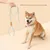 FurryFusion Corde de pour chiens de grande et moyenne taille FurryFusion Corde de pour chiens de grande et moyenne taille