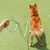 FurryFusion Corde de pour chiens de grande et moyenne taille FurryFusion Corde de pour chiens de grande et moyenne taille