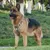 FurryFusion Hunde-Zuggeschirr