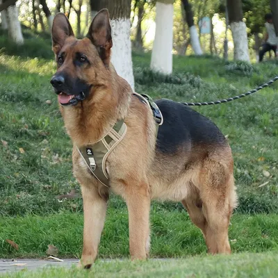 FurryFusion Hunde-Zuggeschirr