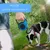 FurryFusion Automatische Rollleine für kleine Hunde FurryFusion Automatische Rollleine für kleine Hunde